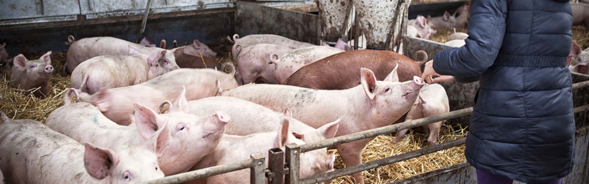 Un groupe de porcs dans un élevage