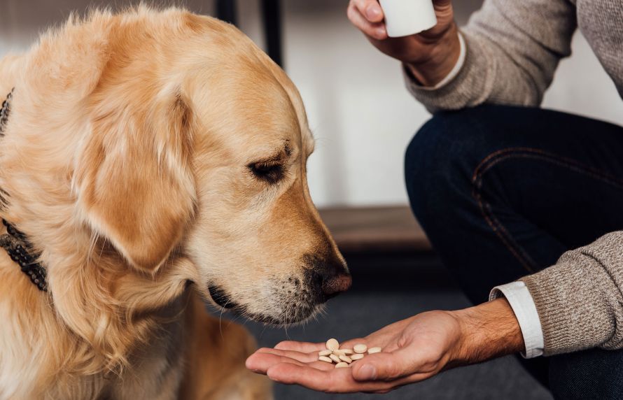 Un chien auquel on donne des médicaments