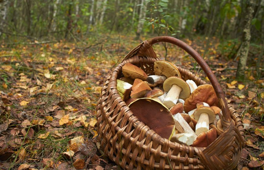 La saison de cueillette des champignons commence : restez vigilants face aux risques d’intoxications !